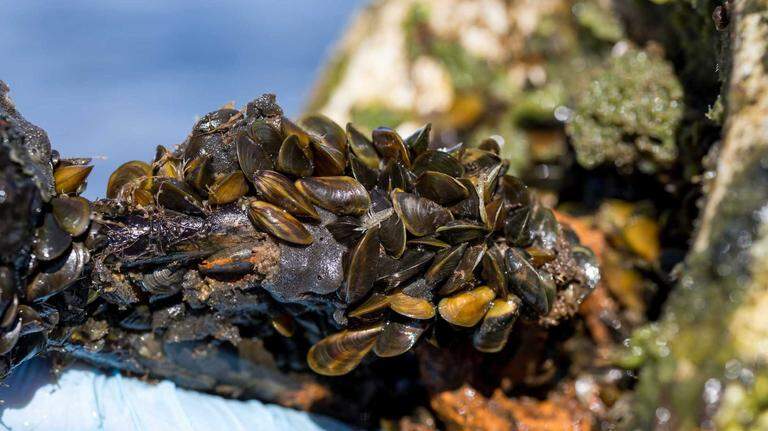 Golden mussels 